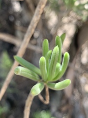 Senecio barbertonicus