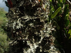 Pseudocyphellaria granulata