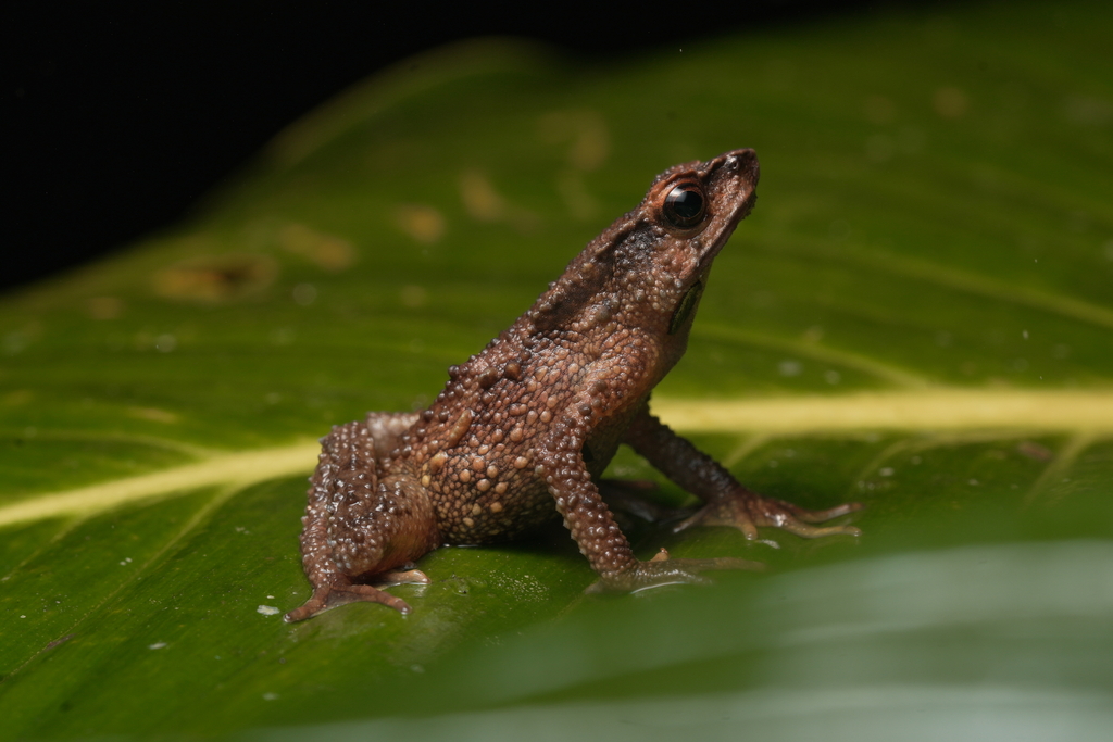 Carchi Andes Toad