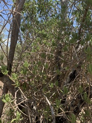 Senecio barbertonicus