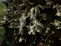 Pseudocyphellaria granulata