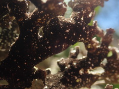 Pseudocyphellaria granulata