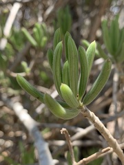 Senecio barbertonicus