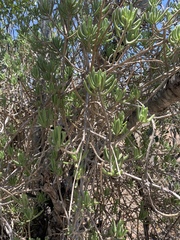 Senecio barbertonicus