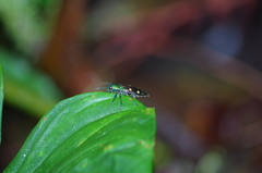 Halecia onorei