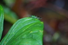 Halecia onorei