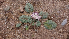 Crocodilium creticum