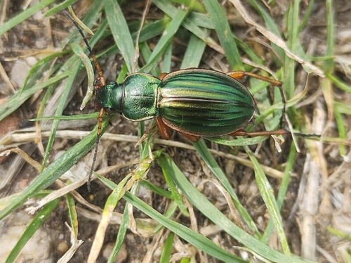 Golden Ground Beetle, Nijmegen-Oost, Nijmegen, Nederland, photo 9 of 10