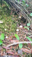Mycena aurantiomarginata