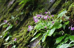 Conandron ramondioides