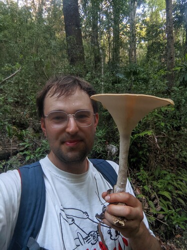 Pleurotus tuber-regium
