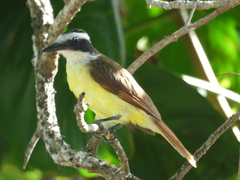 Pitangus sulphuratus