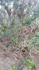 Mycena aurantiomarginata