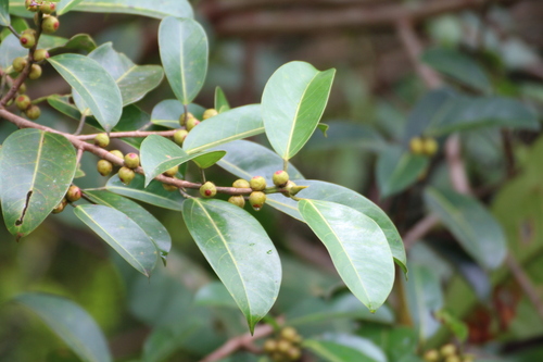 Ficus sumatrana observed 2025-09-11