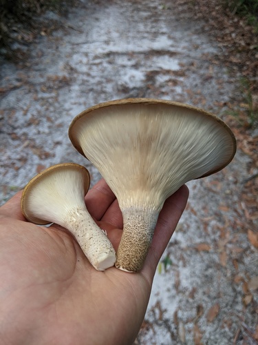 Pleurotus tuber-regium