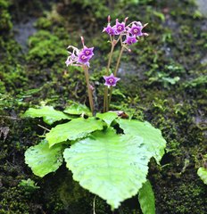 Conandron ramondioides