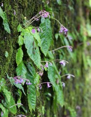 Conandron ramondioides