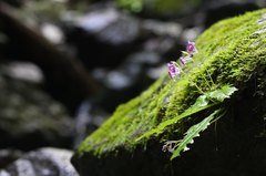 Conandron ramondioides