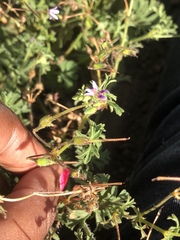 Pelargonium columbinum