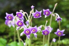 Conandron ramondioides