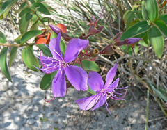 Pleroma semidecandrum