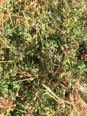 Pelargonium columbinum