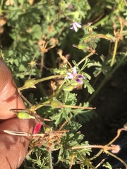 Pelargonium columbinum
