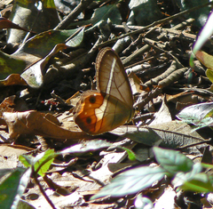 Pierella nereis