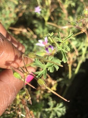 Pelargonium columbinum