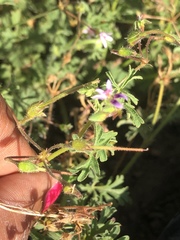 Pelargonium columbinum