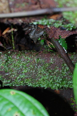 Pallavicinia