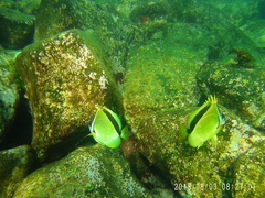 Johnrandallia nigrirostris