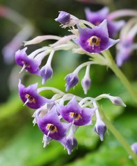 Conandron ramondioides