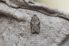 Acleris semiannula