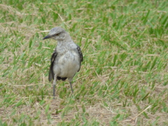 Mimus gilvus