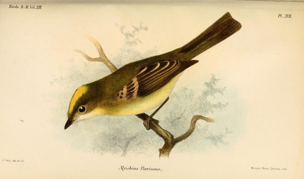 Flavescent Flycatcher