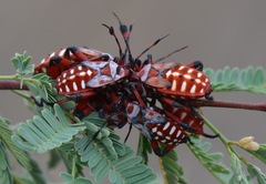 Pachylis neocalifornicus