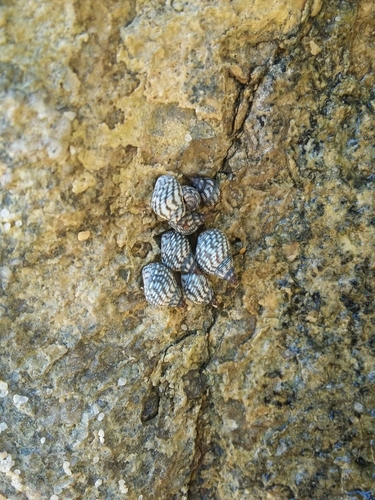 Echinolittorina aspera