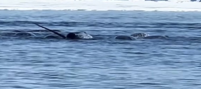 Monodon monoceros