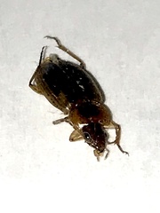 Tanystoma maculicolle