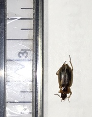 Tanystoma maculicolle