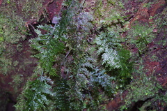 Hymenophyllales