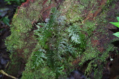 Hymenophyllales