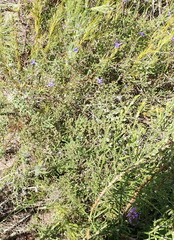 Aspalathus hispida albiflora
