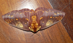 Citheronia phoronea