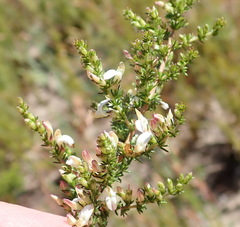 Aspalathus hispida albiflora