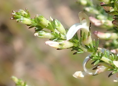 Aspalathus hispida albiflora