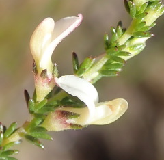 Aspalathus hispida albiflora