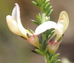 Aspalathus hispida albiflora