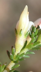 Aspalathus hispida albiflora